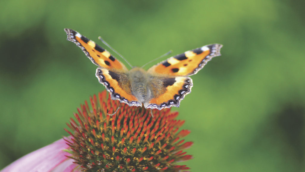 Effet papillon